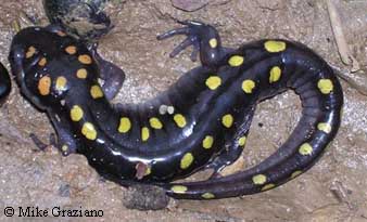 Ambystoma maculatum