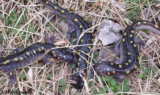 Ambystoma maculatum