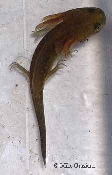 Ambystoma maculatum