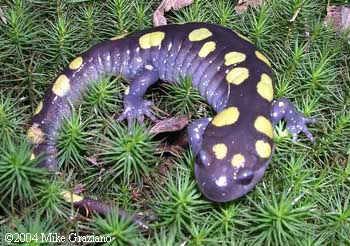 Ambystoma maculatum