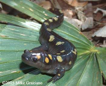 Ambystoma maculatum