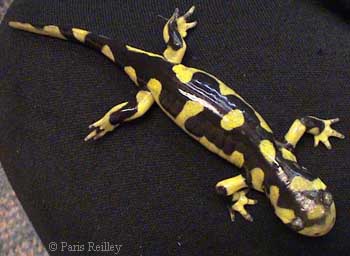 Ambystoma mavortium