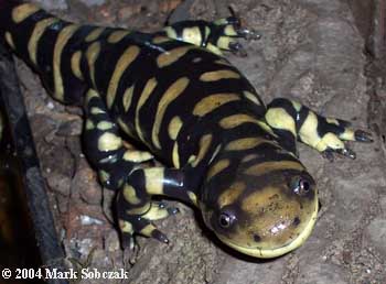 Ambystoma mavortium