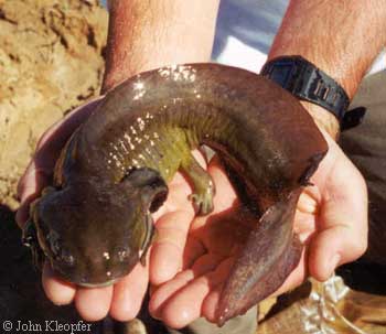 neotenic Ambystoma mavortium