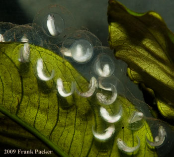 axolotl eggs