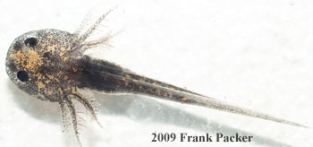 axolotl larva