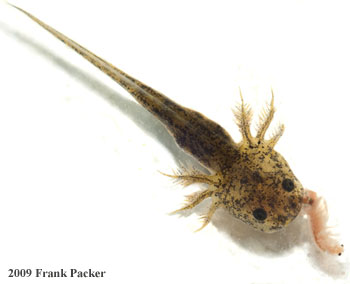 axolotl larva