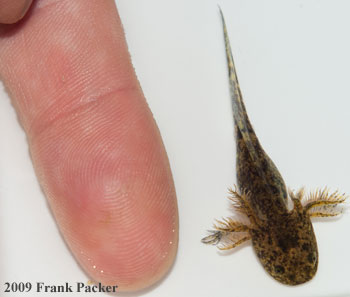 axolotl larva