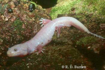 metamorphosed axolotl