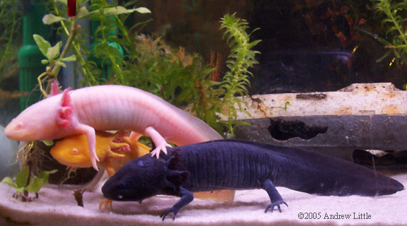 axolotls