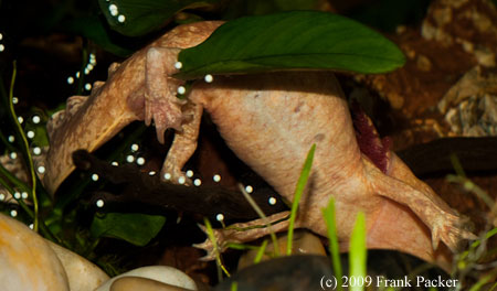 axolotl laying eggs