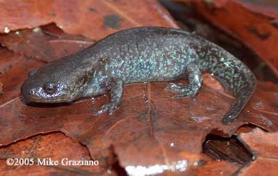 Ambystoma talpoideum