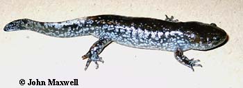 Ambystoma talpoideum