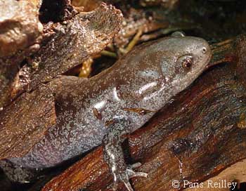 Ambystoma talpoideum