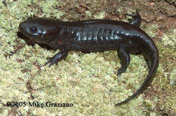 Ambystoma talpoideum