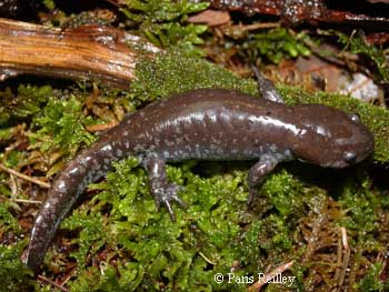 Ambystoma talpoideum