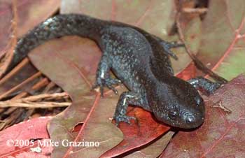 Ambystoma talpoideum