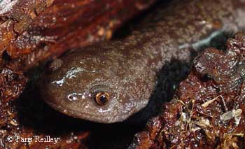 Ambystoma talpoideum