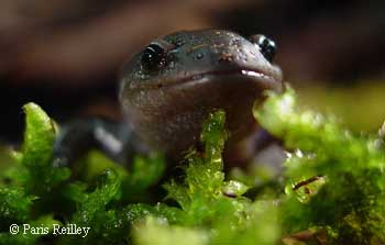 Ambystoma talpoideum