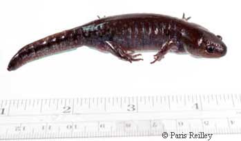 Ambystoma talpoideum