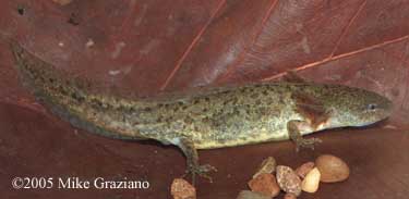 Ambystoma talpoideum