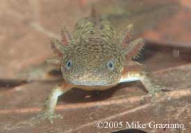 Ambystoma talpoideum