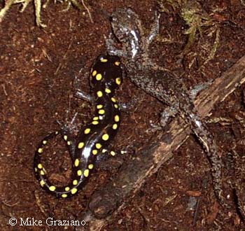 Ambystoma texanum