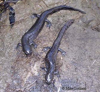 Ambystoma texanum