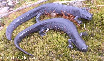 Ambystoma texanum