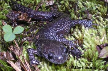 Ambystoma texanum