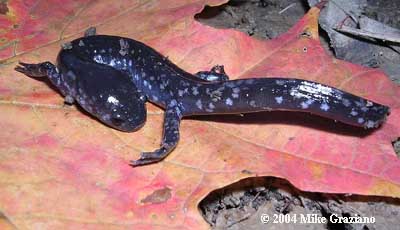 Ambystoma texanum