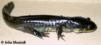 Ambystoma tigrinum