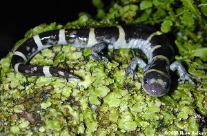 Ambystoma annulatum