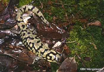 Ambystoma tigrinum