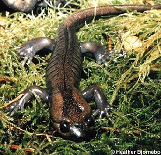 Ambystoma gracile