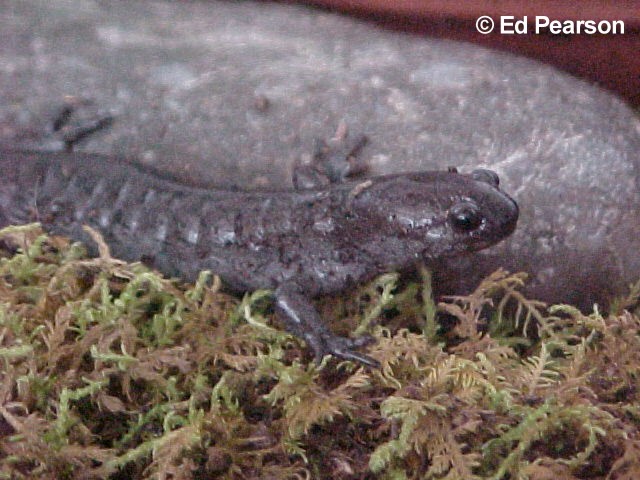 Ambystoma texanum