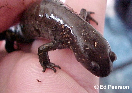 Ambystoma texanum