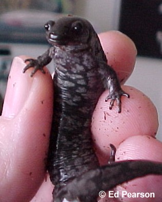 Ambystoma texanum