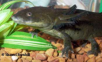 tiger salamander larva