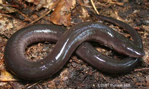 Amphiuma means