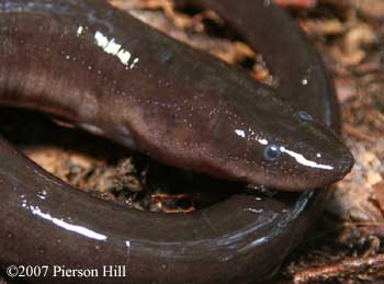 Amphiuma means