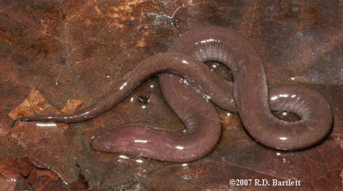 Amphiuma pholeter