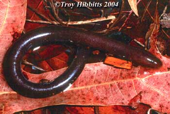 Amphiuma pholeter