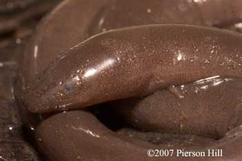 Amphiuma pholeter