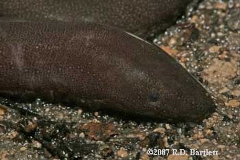 Amphiuma pholeter