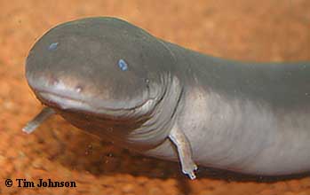 Amphiuma tridactylum