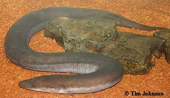 amphiuma caudata species cc