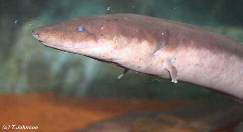 Amphiuma tridactylum