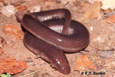 Amphiuma tridactylum