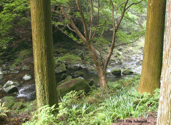 Andrias japonicus habitat